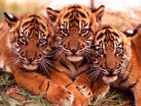 bébé tigre