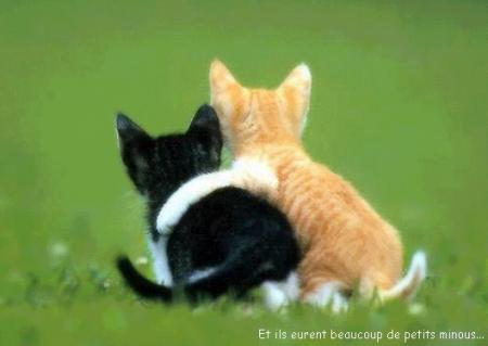 chat amoureux