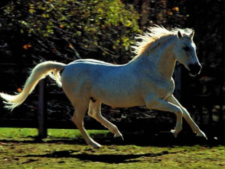 le cheval