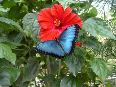 morpho peleides